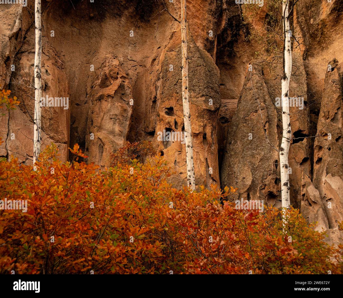 Gambel Oaks (Quercus gambelii), Beben Aspens (Populus Tremuloides) und Colluvial Tuff in der Nähe von Fenton Lake, New Mexico Stockfoto