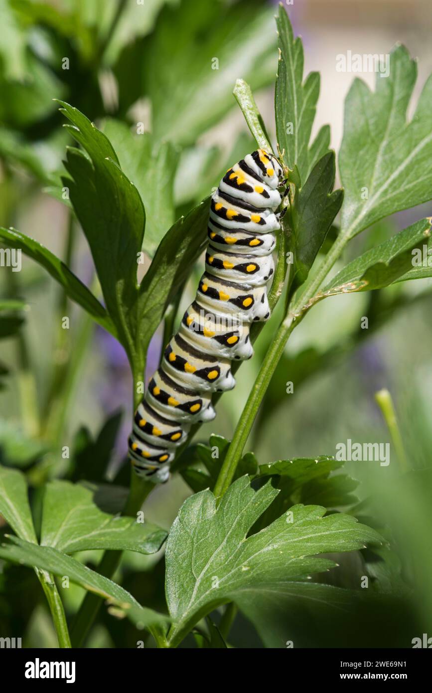 Ein Garten im Norden Colorados mit grüner Petersilie ist ein schützender Ort und ein großartiger Ort, um frische Vegetation in der Sommersonne zu essen. Stockfoto