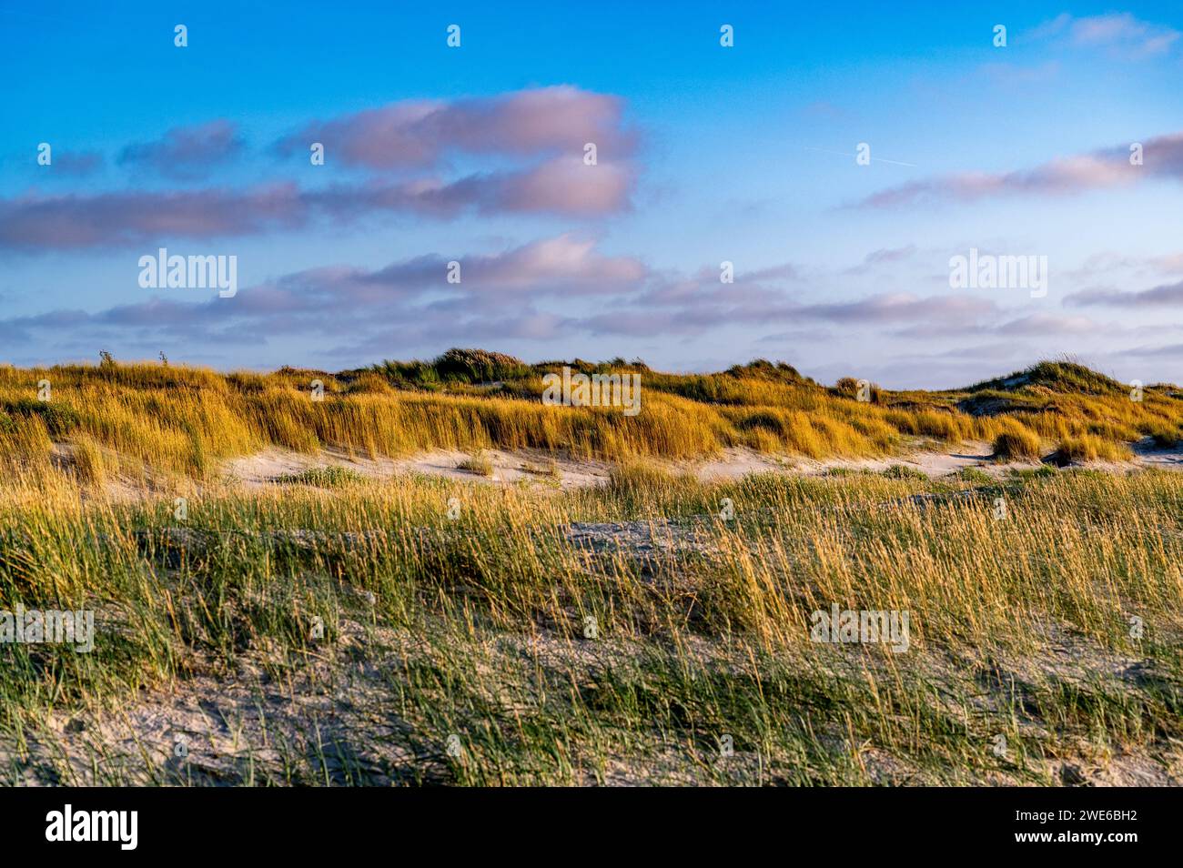 Deutschland, Schleswig-Holstein, St. Peter-Ording, grasbewachsene Sanddünen in der Abenddämmerung Stockfoto