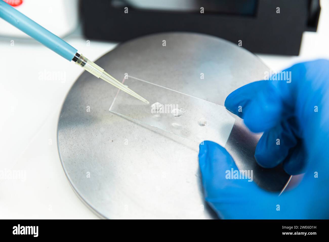 Hände des Wissenschaftlers, die Proben mit Pipette auf den Mikroskopträger fallen lassen Stockfoto