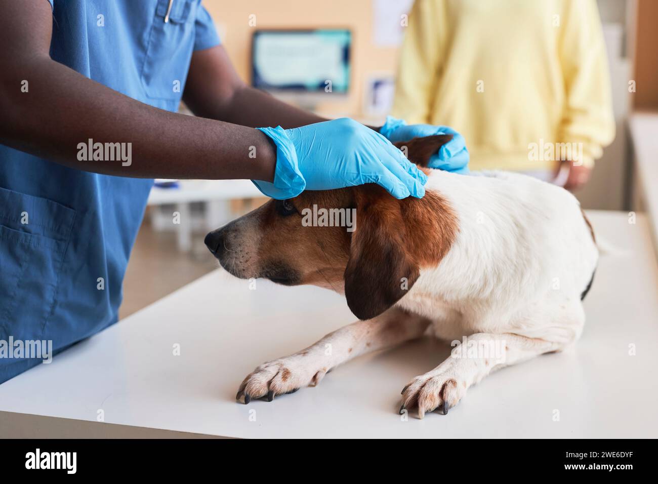Tierarzt mit Handschuhen und Untersuchungshund in der Klinik Stockfoto