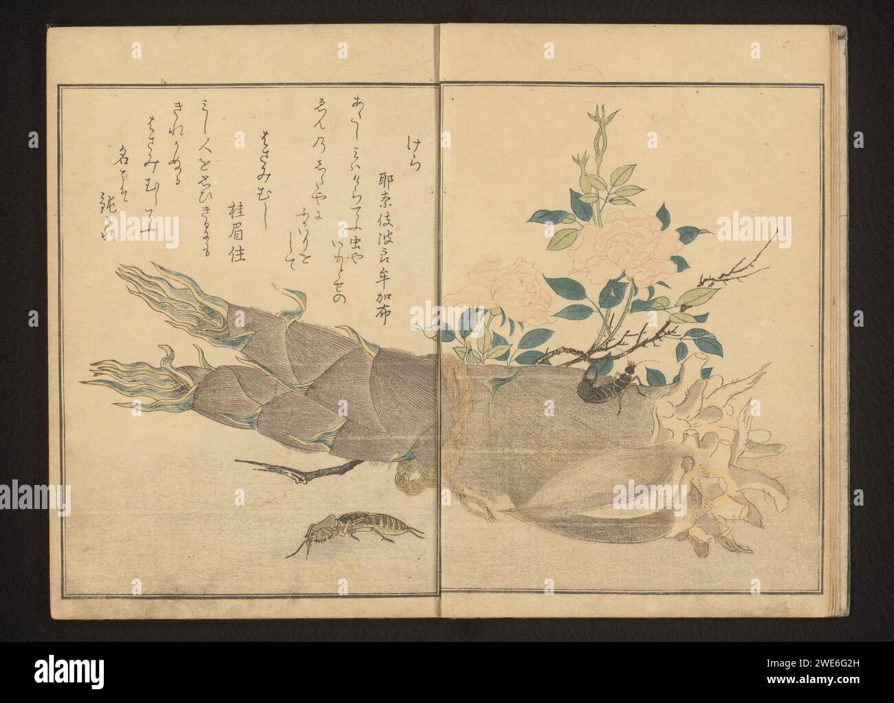 Maulwurf Cricket und Ohrmuschel auf Bambus-Shoot, 1788 Seite 4b und 5A in Teil eins des Insektenbuchs von Utamaro. Oder Holzschnitt in Papierfarbe Stockfoto