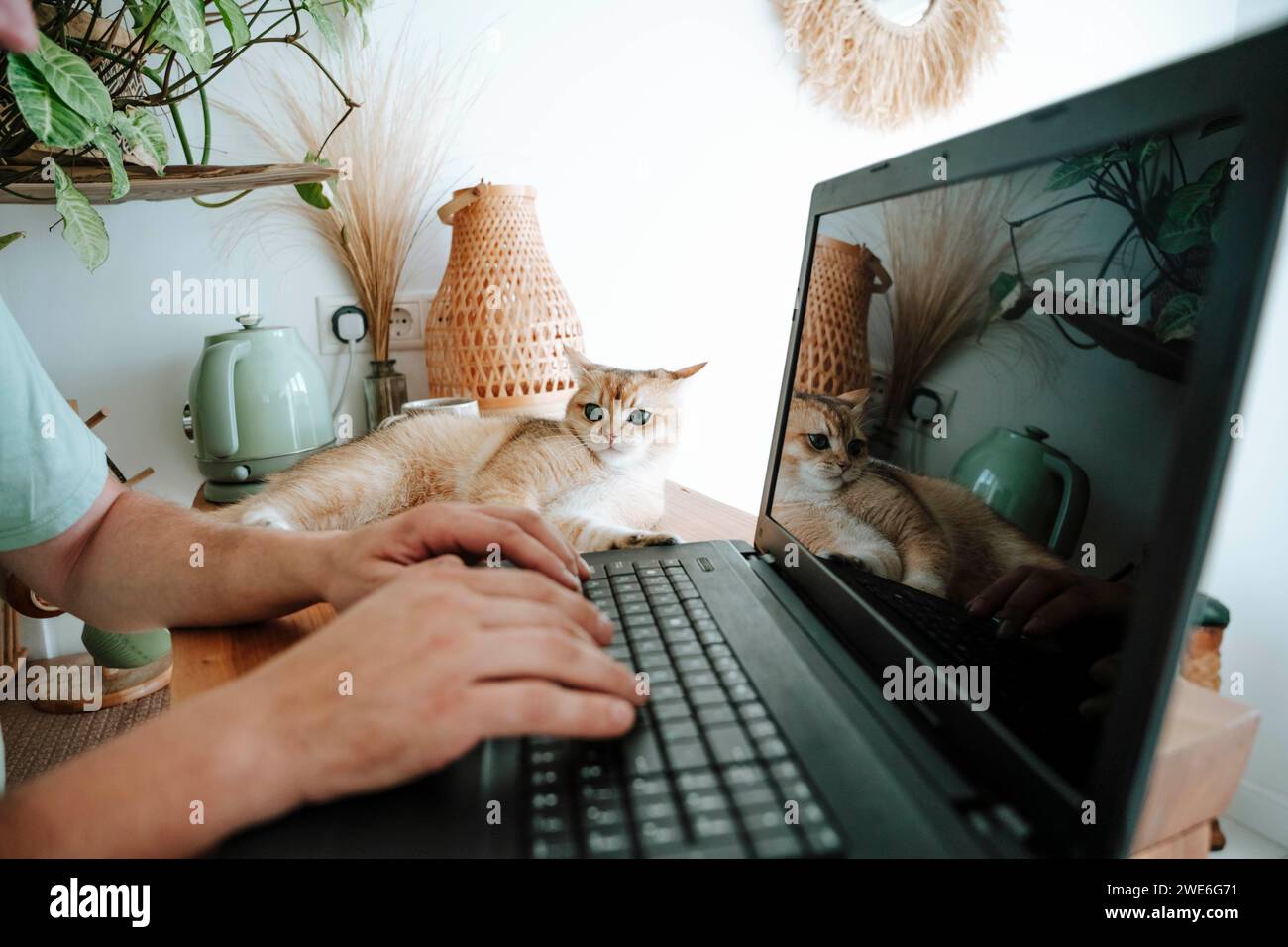 Nahaufnahme eines Mannes mit Katze mit Laptop Stockfoto
