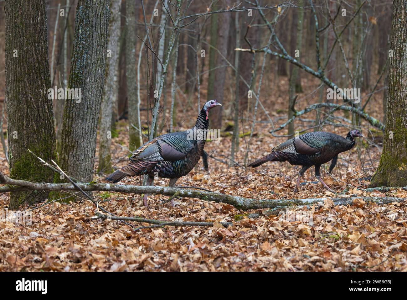 Tom Truthühner in einem Wald im Norden von Wisconsin. Stockfoto