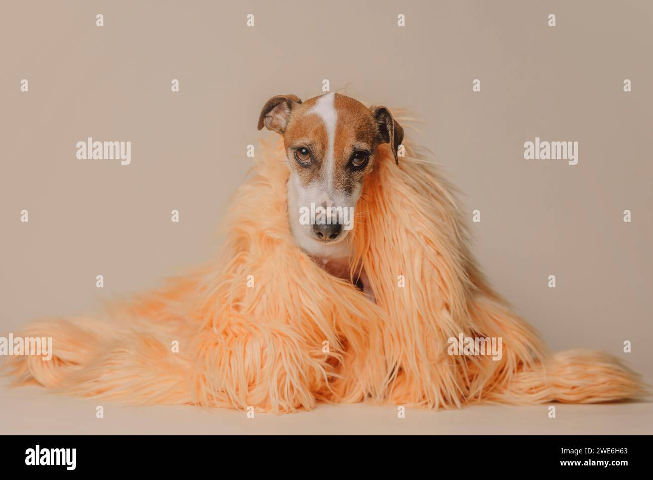 Jack Russell Terrier Hund trägt eine pfirsichfarbene Jacke vor beigem Hintergrund Stockfoto