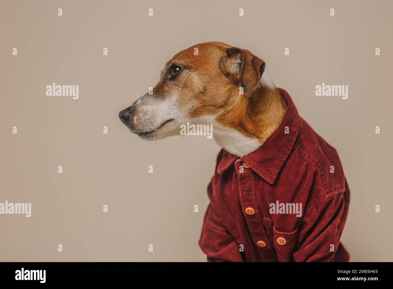 Jack Russell Terrier Hund in Burgunderhemd auf beigefarbenem Hintergrund Stockfoto