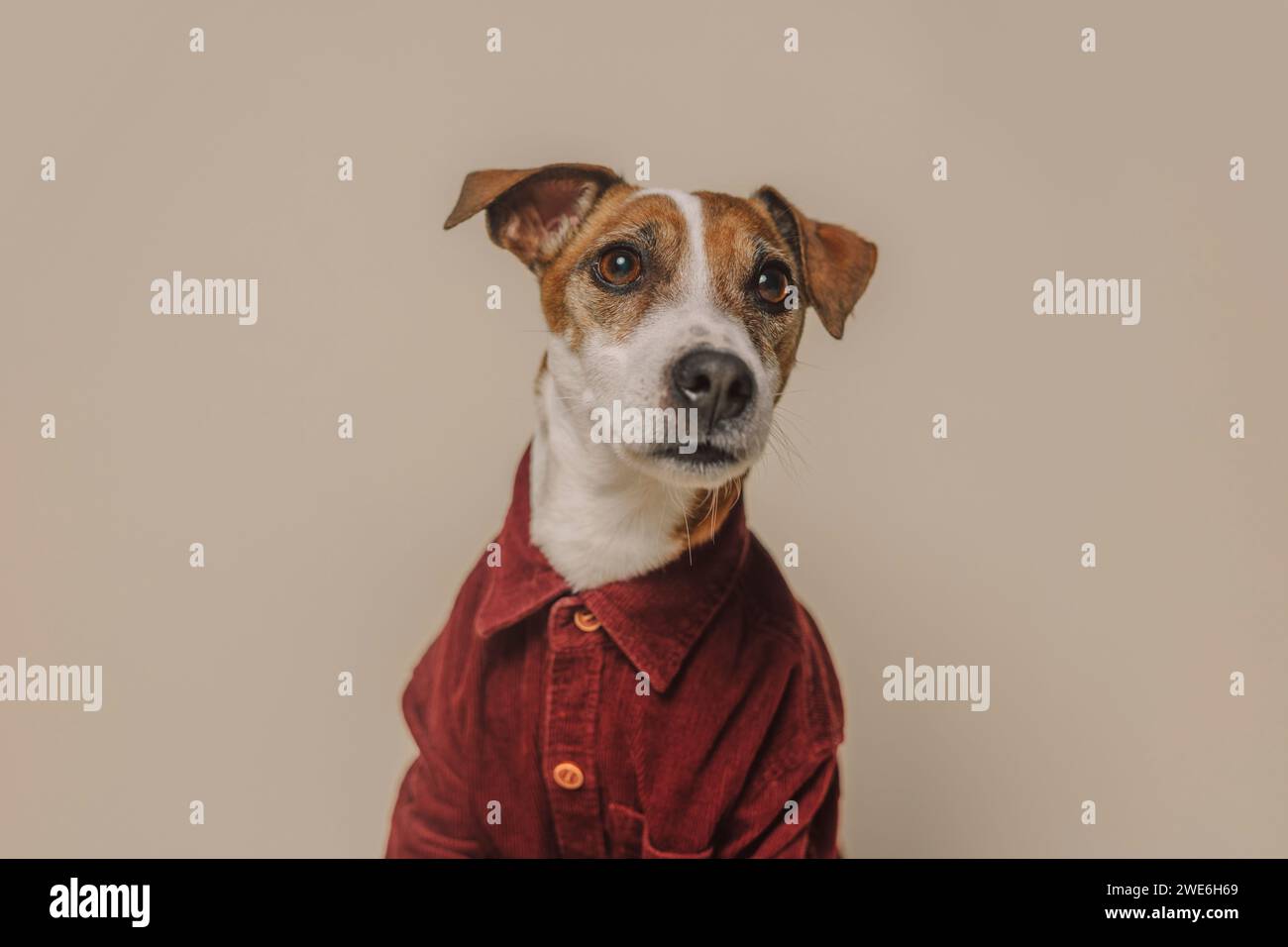 Jack Russell Terrier Hund trägt ein burgunderrotes Hemd vor beigem Hintergrund Stockfoto