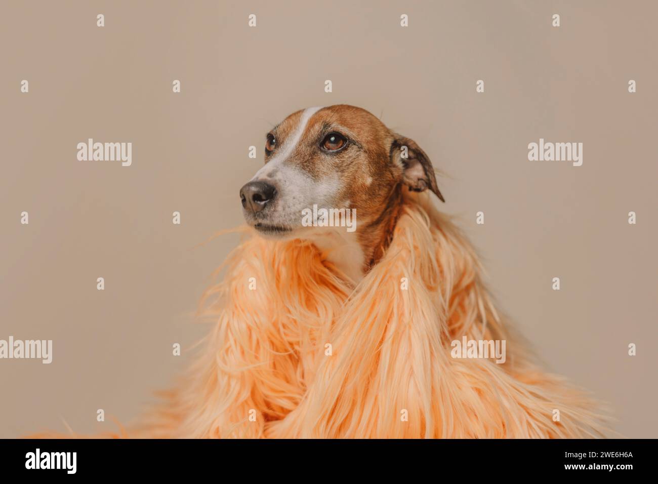 Jack Russell Terrier Hund in Pelzjacke auf beigefarbenem Hintergrund Stockfoto