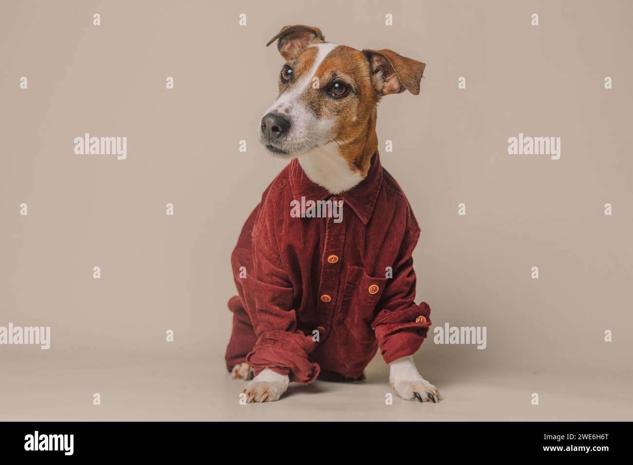 Niedlicher Jack Russell Terrier Hund trägt ein burgunderrotes Hemd vor beigem Hintergrund Stockfoto