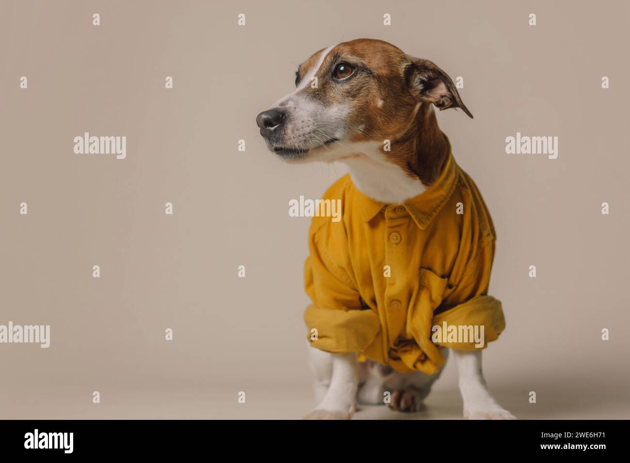Jack Russell Terrier Hund in gelbem Hemd auf beigefarbenem Hintergrund Stockfoto
