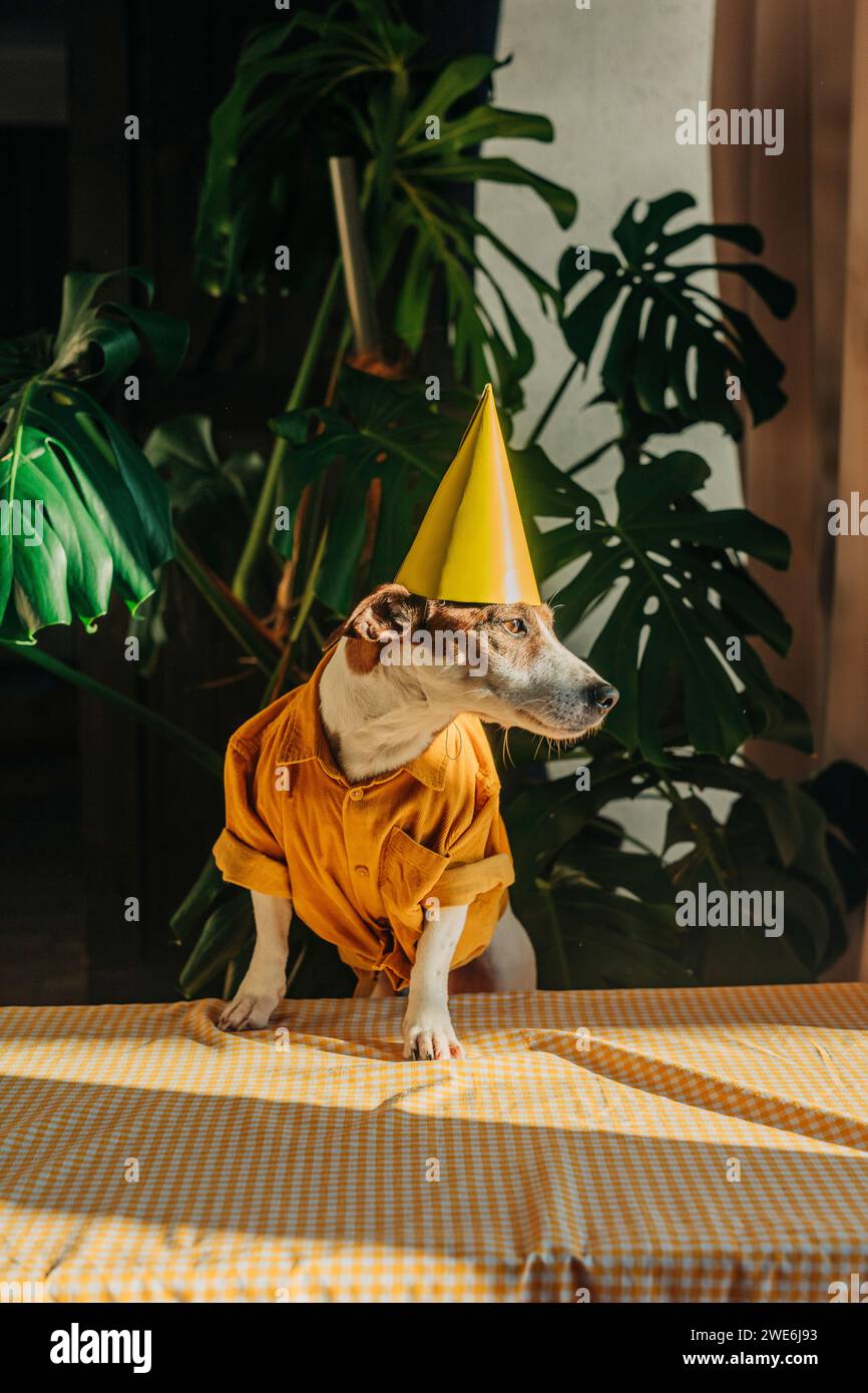Niedlicher Jack Russell Terrier Hund in Partyhut und gelbem Hemd zu Hause Stockfoto