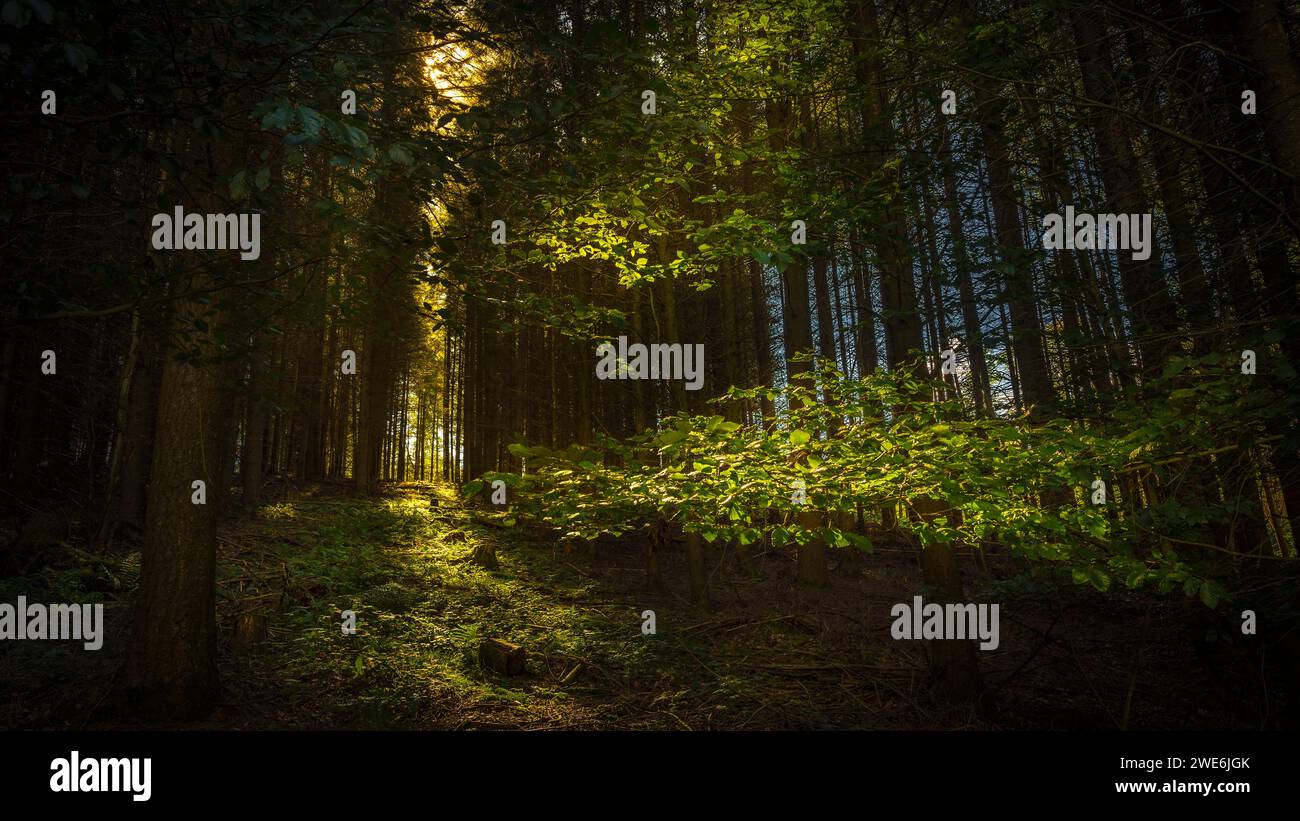 Deutschland, Hessen, Hunstetten, Licht im dunklen, üppigen Wald Stockfoto