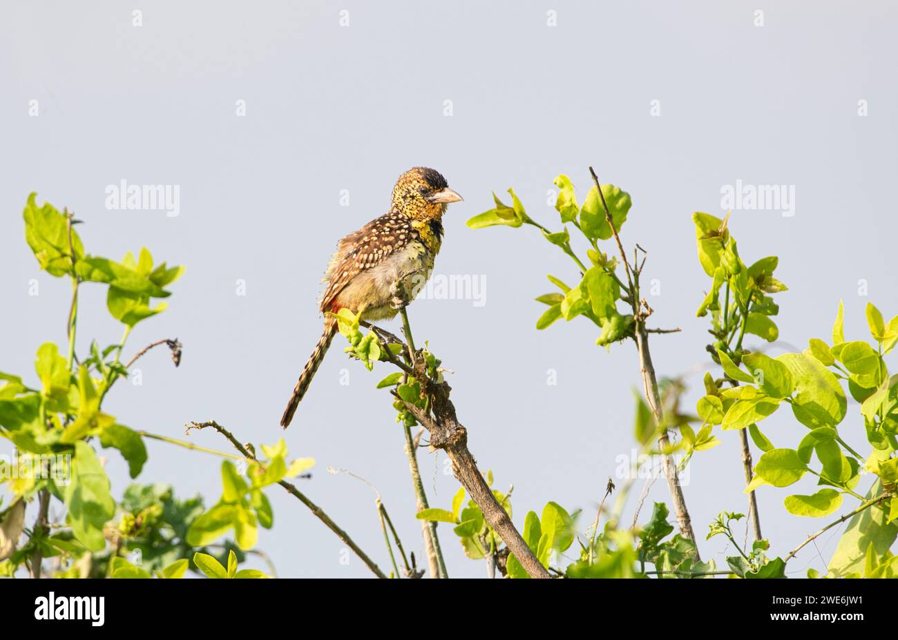 Barbet von D'Arnaud (Trachyphonus darnaudii) Stockfoto