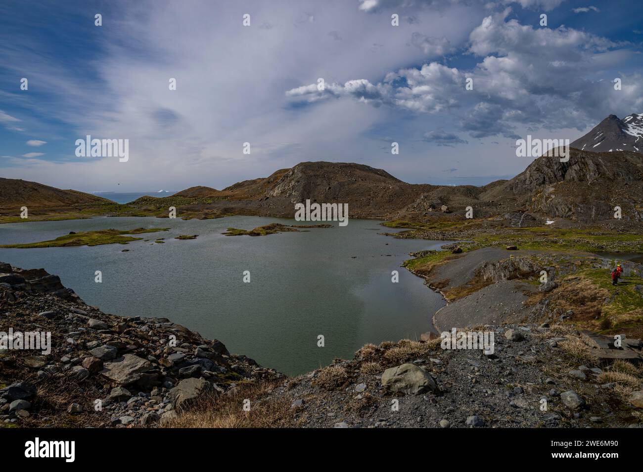 Besucher , Gold Harbor, SGI, Gletscher und Berge, Küste mit Pinguinen, Stockfoto