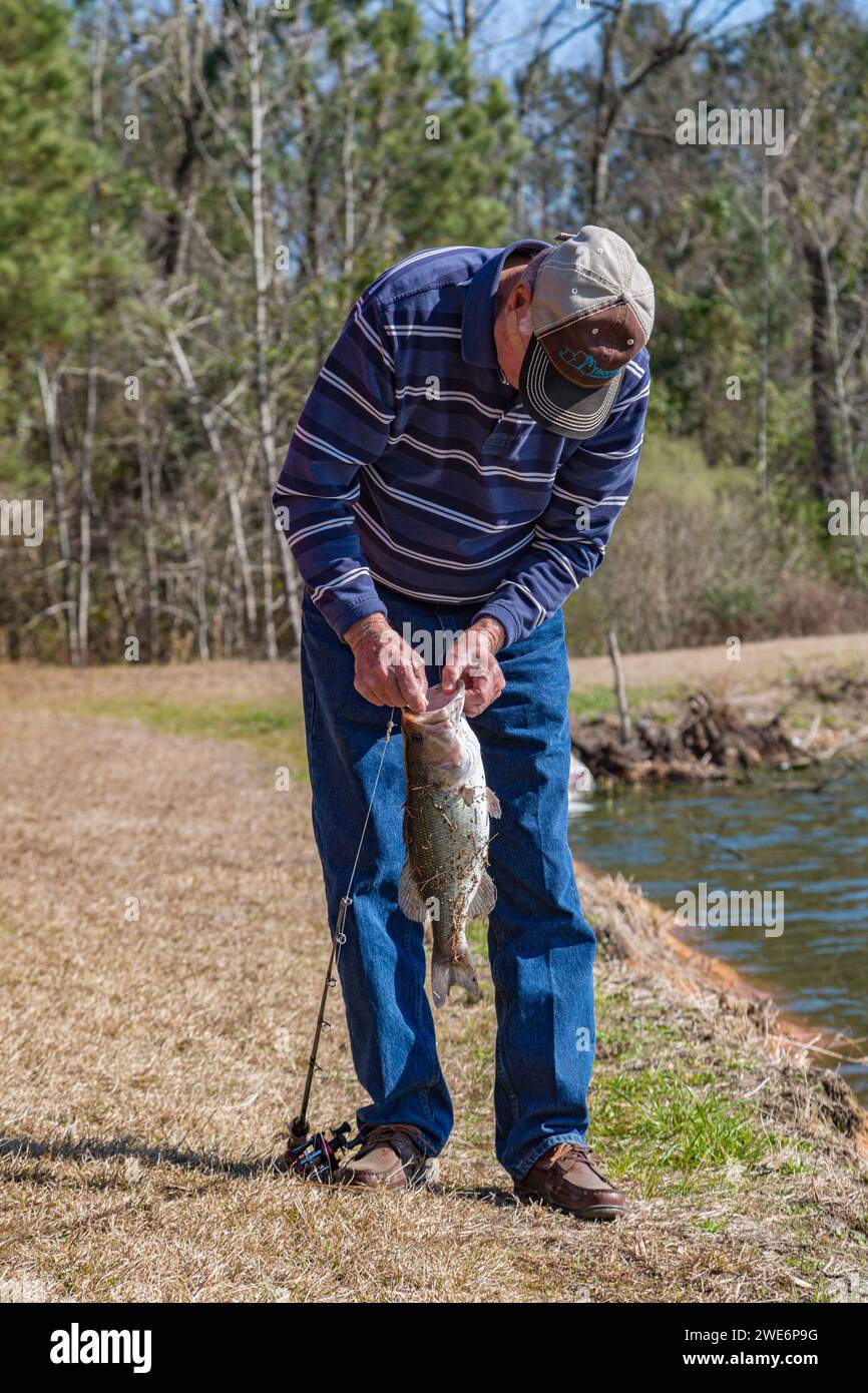 Ein älterer Mann, der den Haken von Fischen entfernt, die in einem privaten See auf einem ländlichen Grundstück in der Nähe von Hattiesburg, Mississippi gefangen wurden Stockfoto
