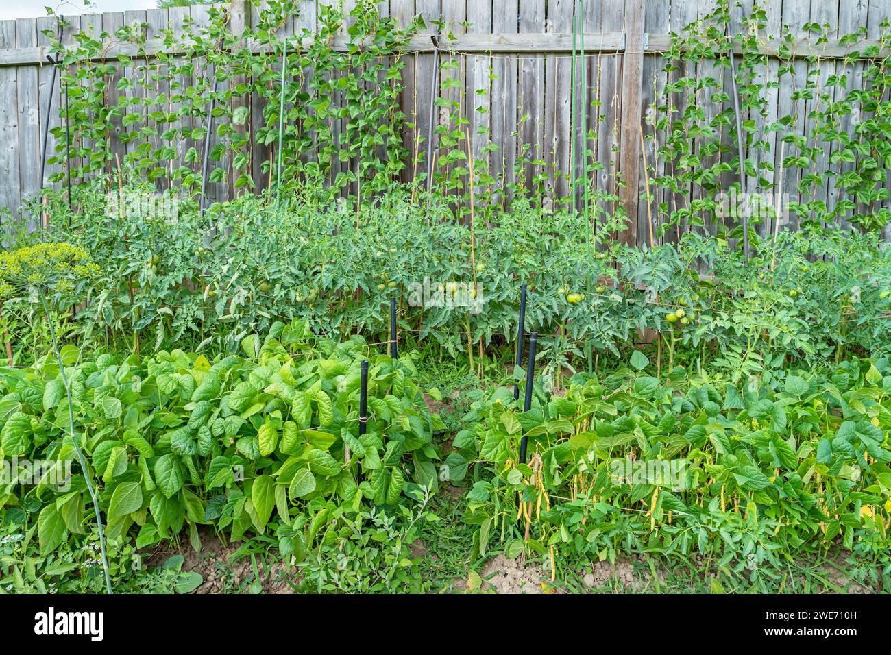 Kleiner Garten Mit Gemüseflecken Stockfoto