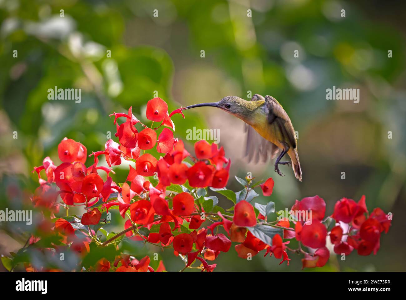 Kleiner Spinnenjäger auf Blume. Der kleine Spinnenjäger ist eine Art von langschnabeligen Nektarfressenden Vögeln aus der Familie der Nectariniidae. Stockfoto