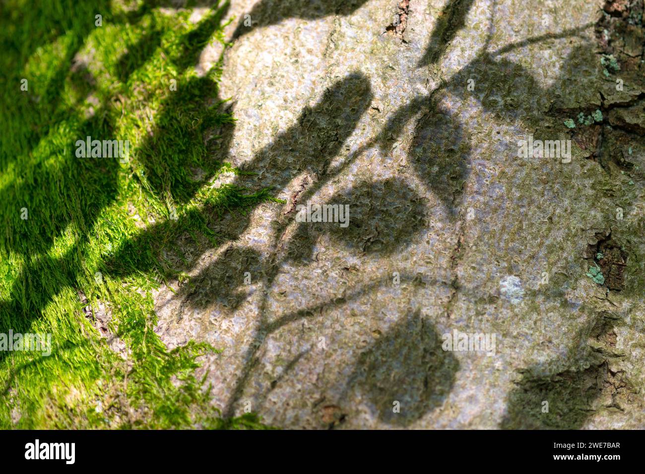 Schattenspiel, Schatten der Blätter fallen auf moosbedeckte Baumrinde, Rinde, im Sonnenlicht, alte Kupferbuche (Fagus sylvatica), Makroaufnahme, Nahaufnahme, abstrakt Stockfoto