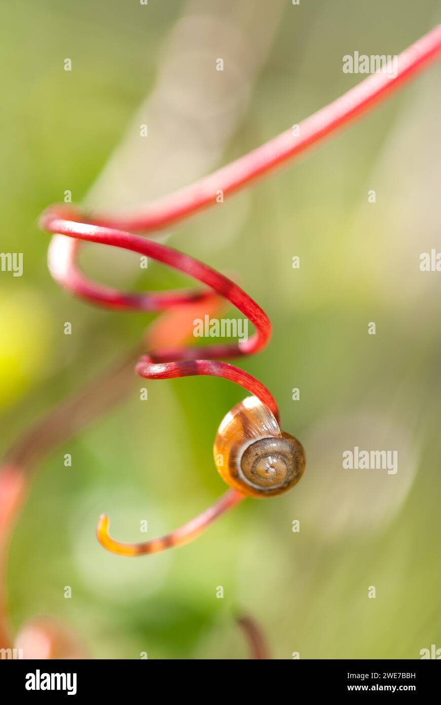 Schneckenschale einer Landschnecke (Stylommatophora) auf einer roten, spiralförmig verdrehten Rebe (Vitis sp.), die Ruhe, Frieden, Achtsamkeit, Entspannung, die Stockfoto