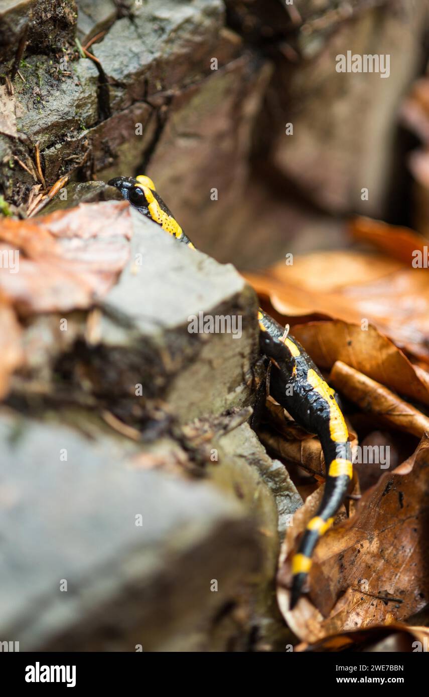 Gelb-schwarzer Feuersalamander (Salamandra salamandra terrestris) klettert gut getarnt auf Waldboden zwischen Steinen und alten Herbstblättern durch Stockfoto