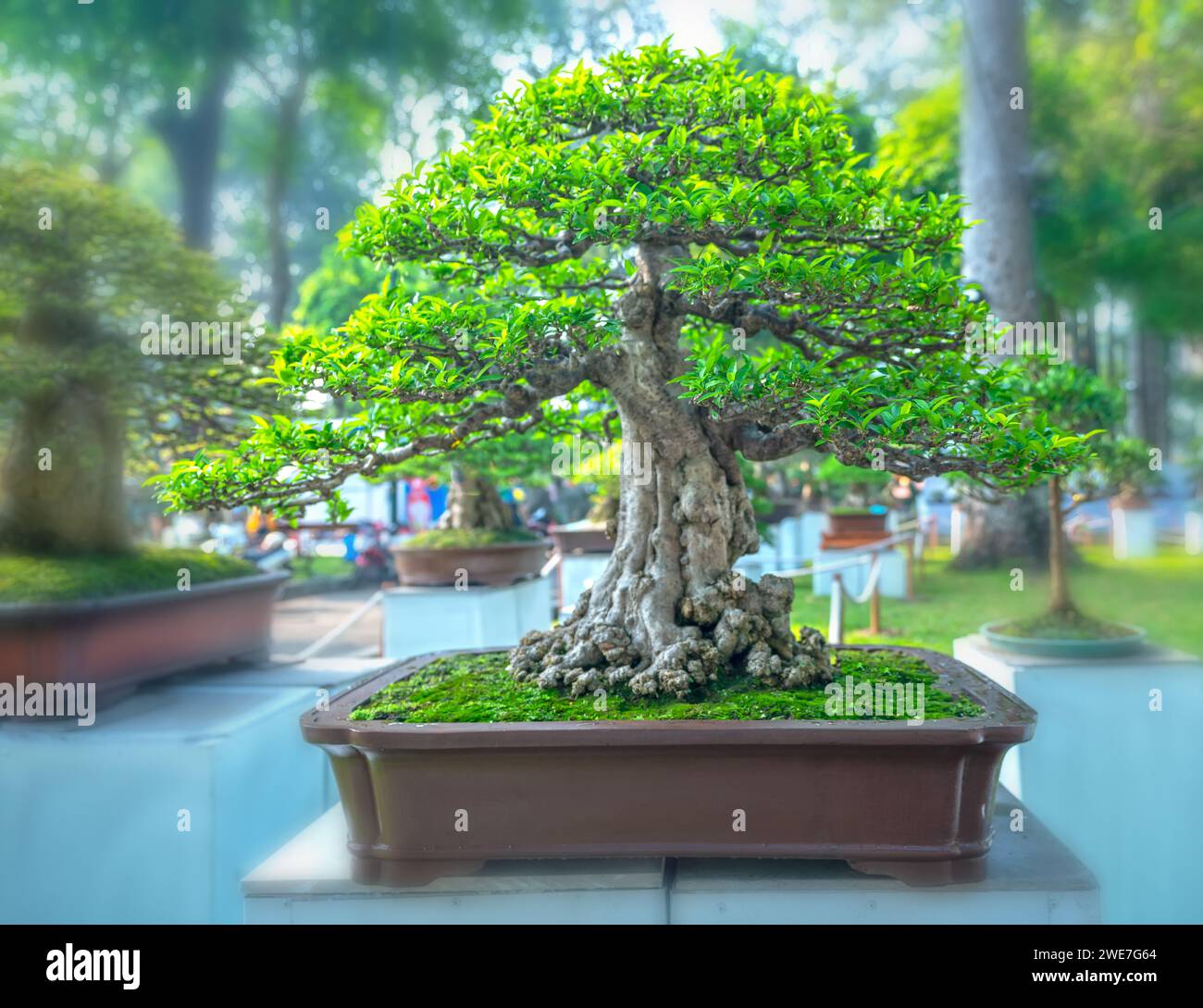 Bonsai und Penjing mit Miniatur in einem Fach wie im menschlichen Leben zu sagen muss stark steigen werden, Geduld überwinden alle Herausforderungen gut und sinnvoll zu leben Stockfoto