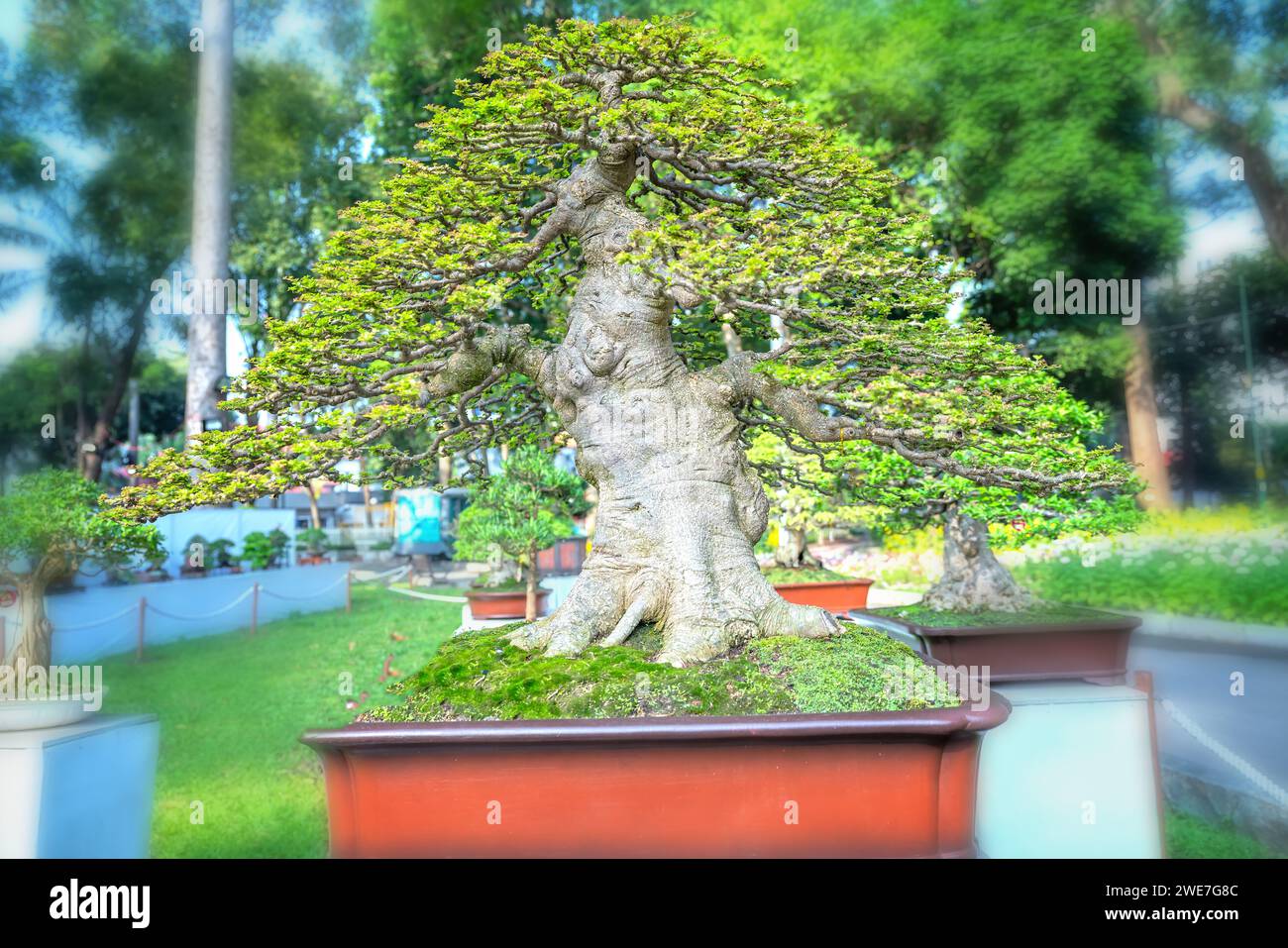 Bonsai und Penjing mit Miniatur in einem Fach wie im menschlichen Leben zu sagen muss stark steigen werden, Geduld überwinden alle Herausforderungen gut und sinnvoll zu leben Stockfoto