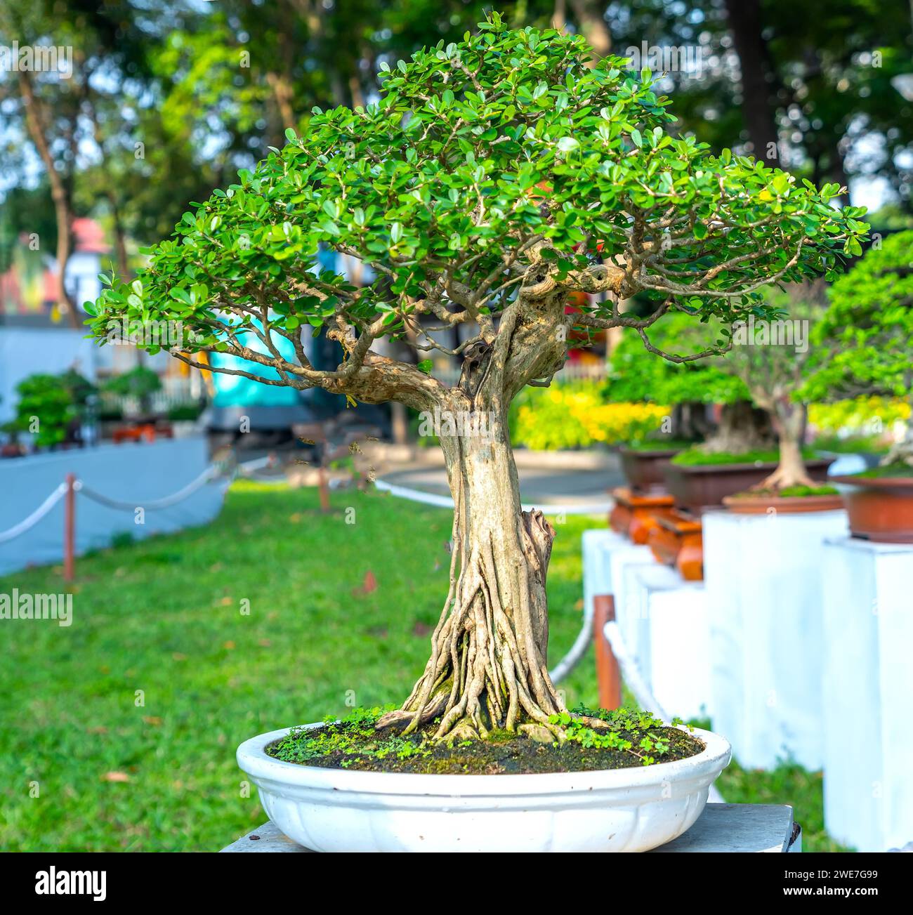 Bonsai und Penjing mit Miniatur in einem Fach wie im menschlichen Leben zu sagen muss stark steigen werden, Geduld überwinden alle Herausforderungen gut und sinnvoll zu leben Stockfoto