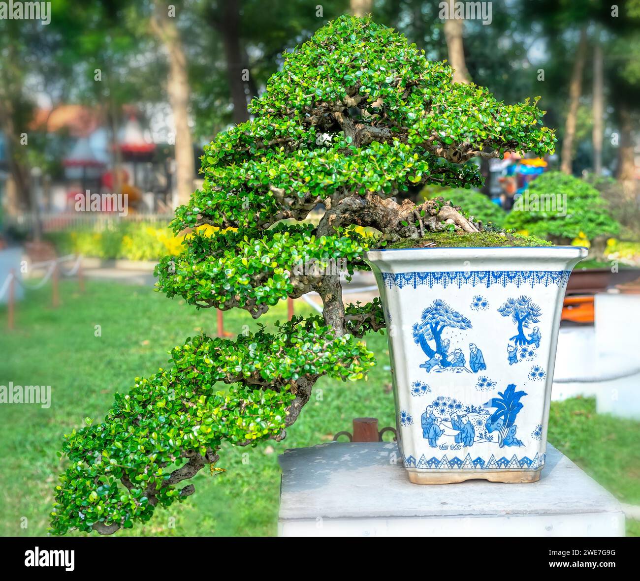 Bonsai und Penjing mit Miniatur in einem Fach wie im menschlichen Leben zu sagen muss stark steigen werden, Geduld überwinden alle Herausforderungen gut und sinnvoll zu leben Stockfoto