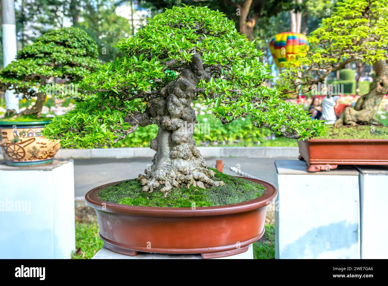 Bonsai und Penjing mit Miniatur in einem Fach wie im menschlichen Leben zu sagen muss stark steigen werden, Geduld überwinden alle Herausforderungen gut und sinnvoll zu leben Stockfoto