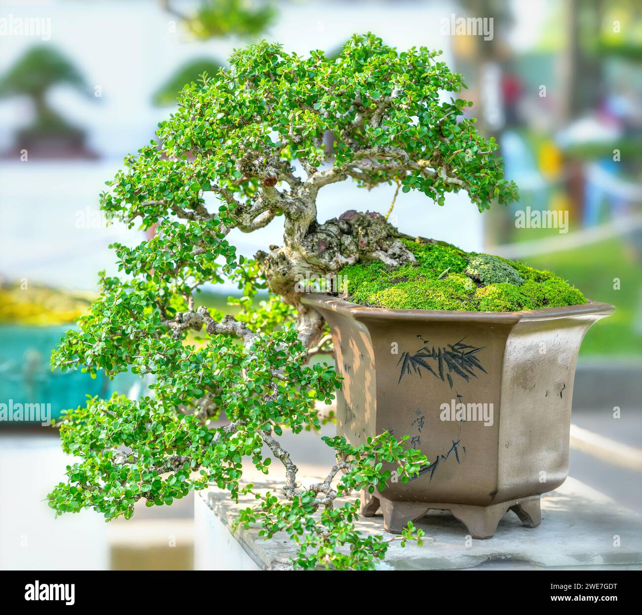 Bonsai und Penjing mit Miniatur in einem Fach wie im menschlichen Leben zu sagen muss stark steigen werden, Geduld überwinden alle Herausforderungen gut und sinnvoll zu leben Stockfoto