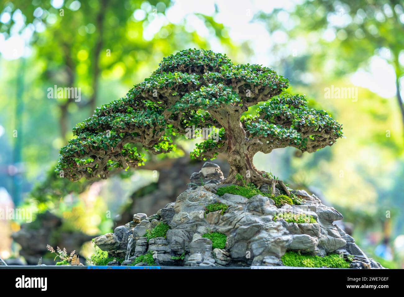 Bonsai und Penjing mit Miniatur in einem Fach wie im menschlichen Leben zu sagen muss stark steigen werden, Geduld überwinden alle Herausforderungen gut und sinnvoll zu leben Stockfoto