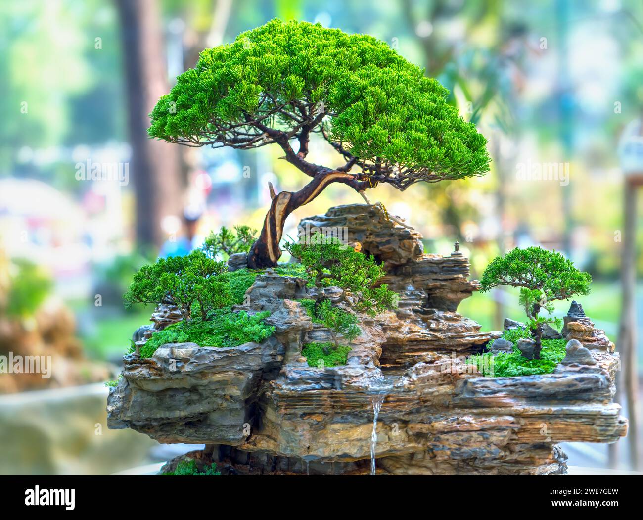 Bonsai und Penjing mit Miniatur in einem Fach wie im menschlichen Leben zu sagen muss stark steigen werden, Geduld überwinden alle Herausforderungen gut und sinnvoll zu leben Stockfoto