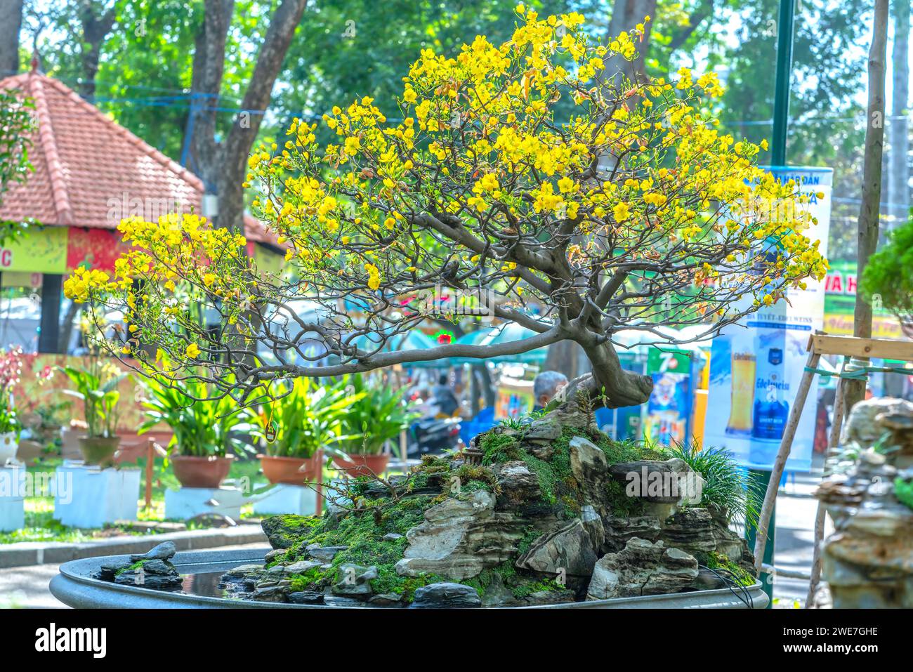 Bonsai und Penjing mit Miniatur in einem Fach wie im menschlichen Leben zu sagen muss stark steigen werden, Geduld überwinden alle Herausforderungen gut und sinnvoll zu leben Stockfoto