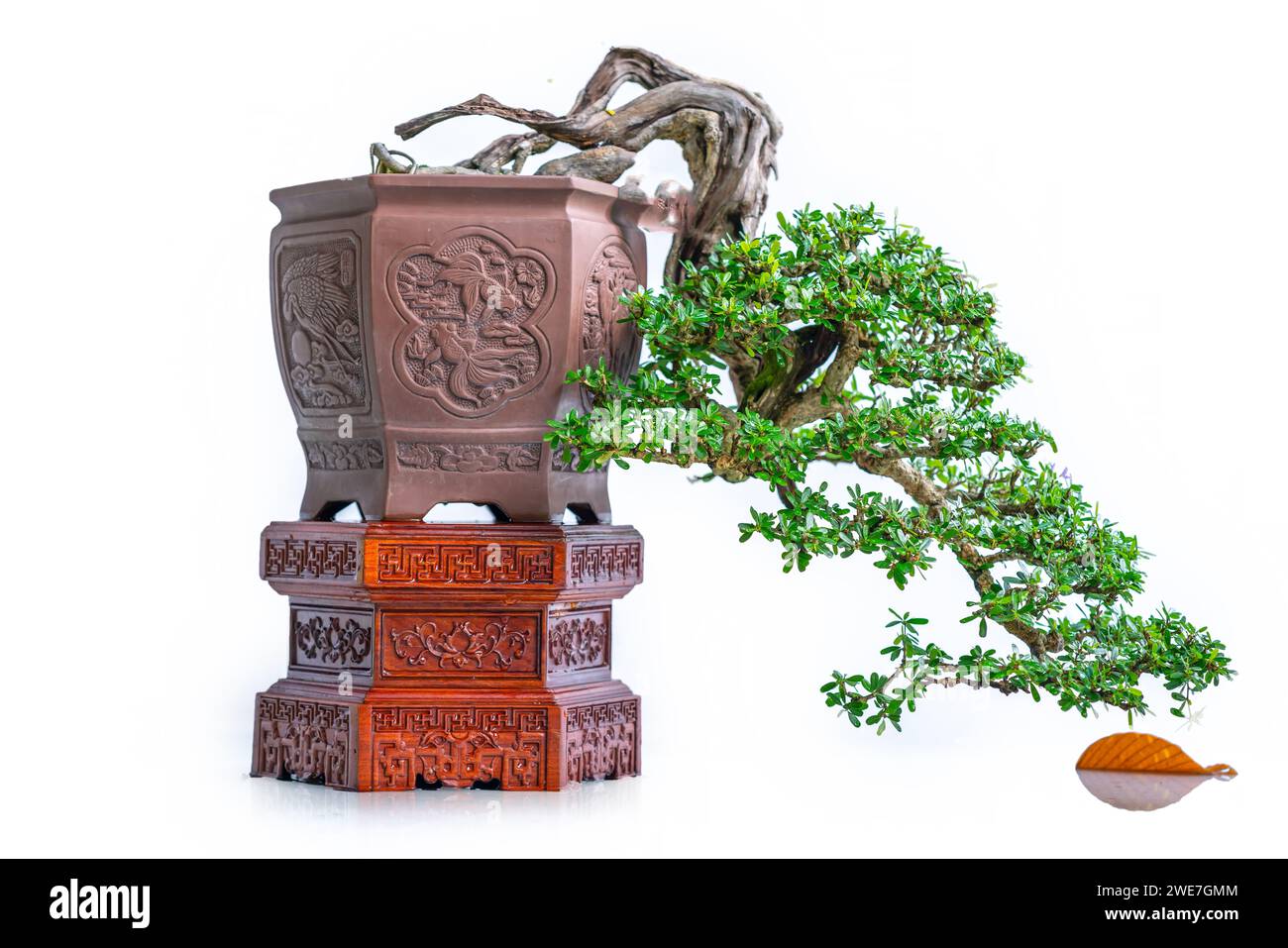 Bonsaibaum isoliert auf weißem Hintergrund in einer Topfpflanze mit vielen verschiedenen einzigartigen Formen, die eine Abstraktion im Leben symbolisieren, die der Mensch überleben muss Stockfoto