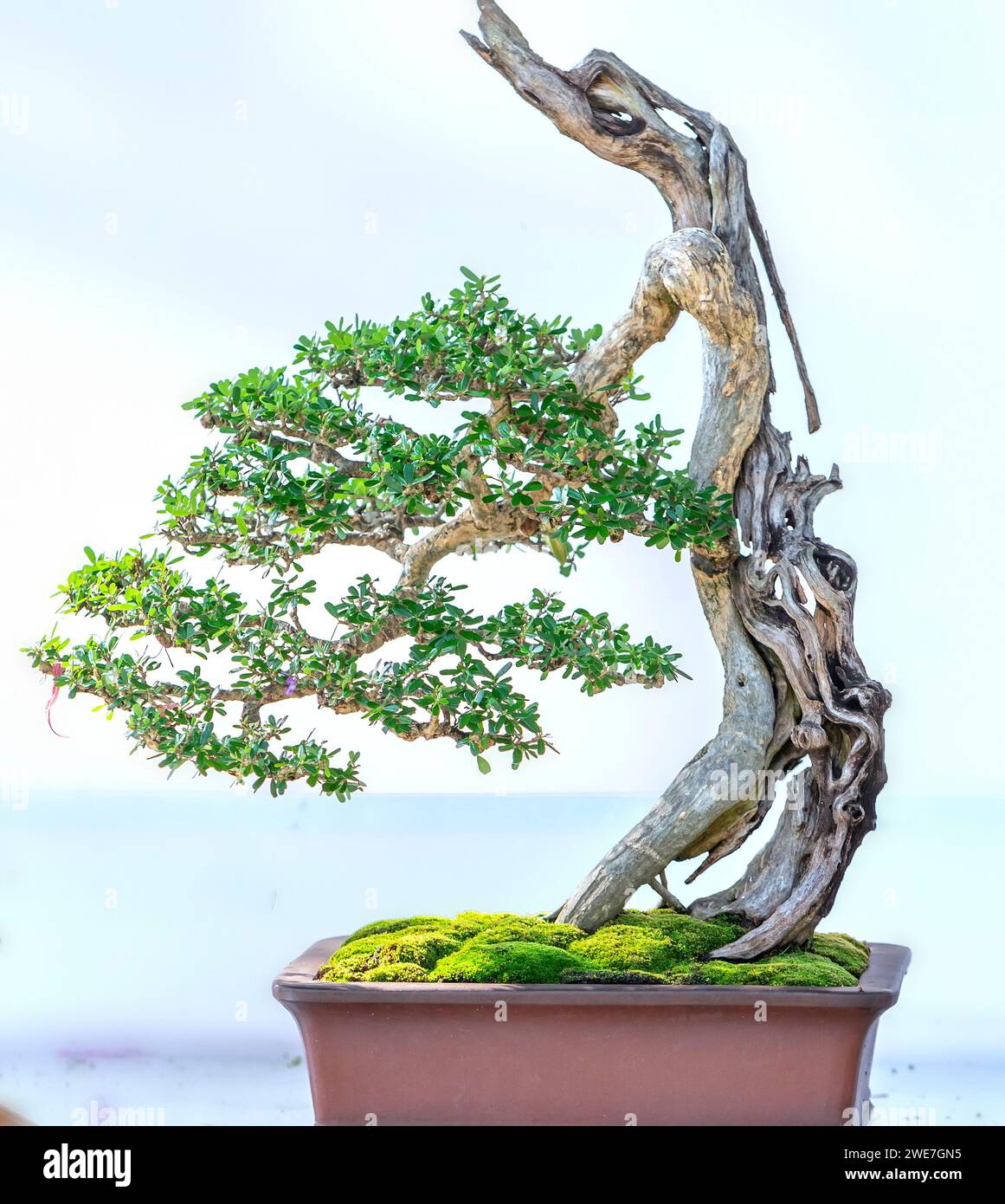 Bonsaibaum isoliert auf weißem Hintergrund in einer Topfpflanze mit vielen verschiedenen einzigartigen Formen, die eine Abstraktion im Leben symbolisieren, die der Mensch überleben muss Stockfoto