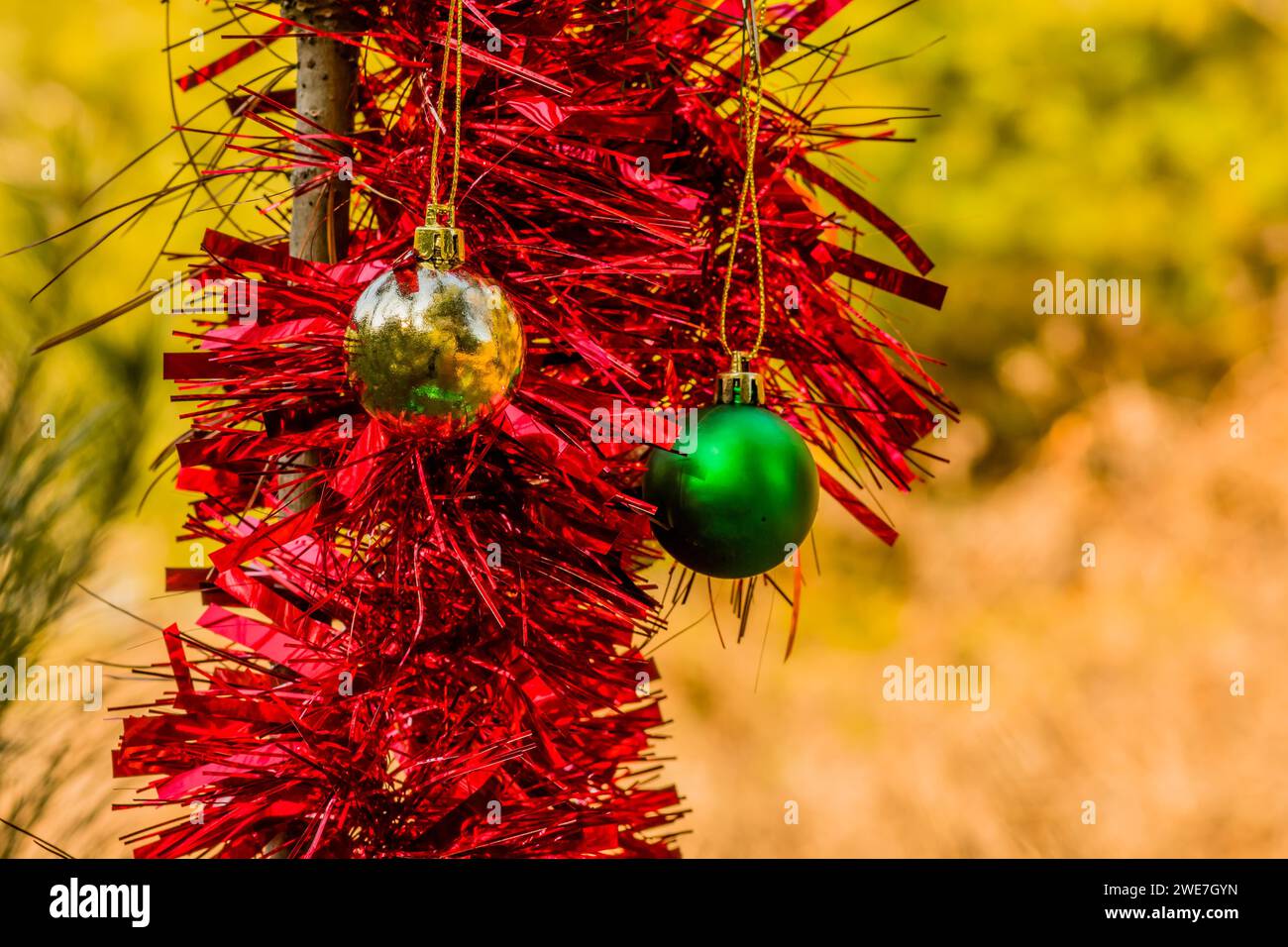 Grüne und goldene Weihnachtsschmuck und rote Zuggirlande hängen an Kiefern im lokalen Park in Südkorea Stockfoto