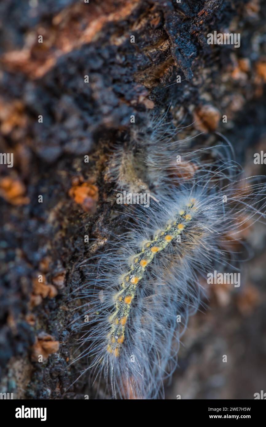 Gelbe und schwarze raupe schmetterling -Fotos und -Bildmaterial in hoher  Auflösung – Alamy