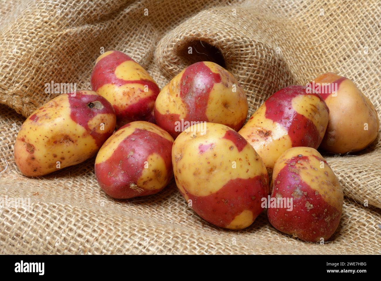 Kartoffeln der Sorte Celebration, Seltenheit Stockfoto