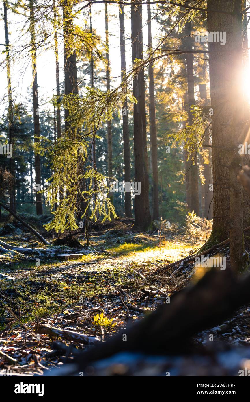 Diffuses Licht überflutet einen Nadelwald an einem ruhigen Morgen, Unterhaugstett, Schwarzwald, Deutschland Stockfoto