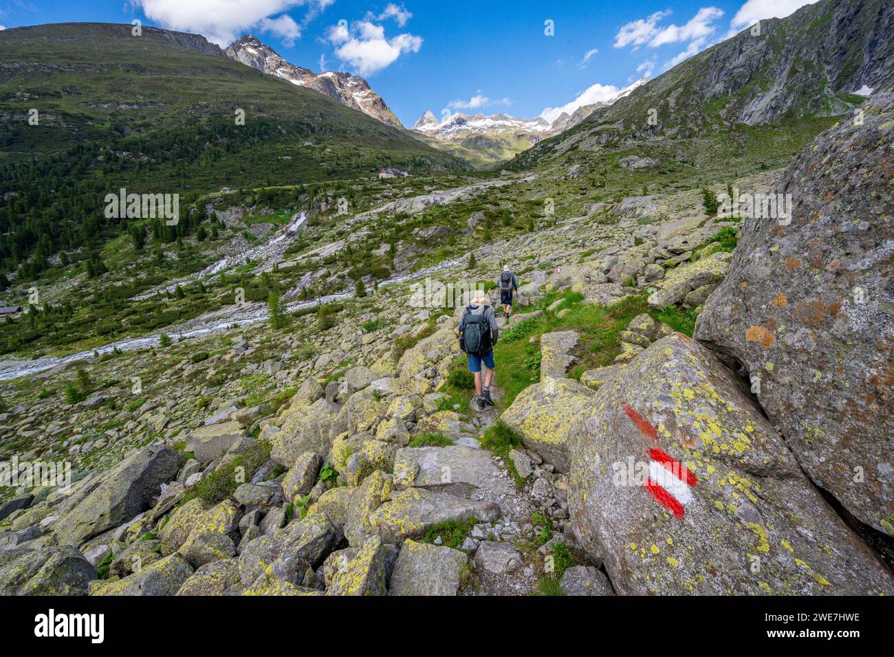 Bergsteiger auf einem Wanderweg mit blühenden Alpenrosen, felsigen Berggipfeln und Hornkeesbach in der Nähe der Berliner Hütte, Berliner Hoehenweg Stockfoto