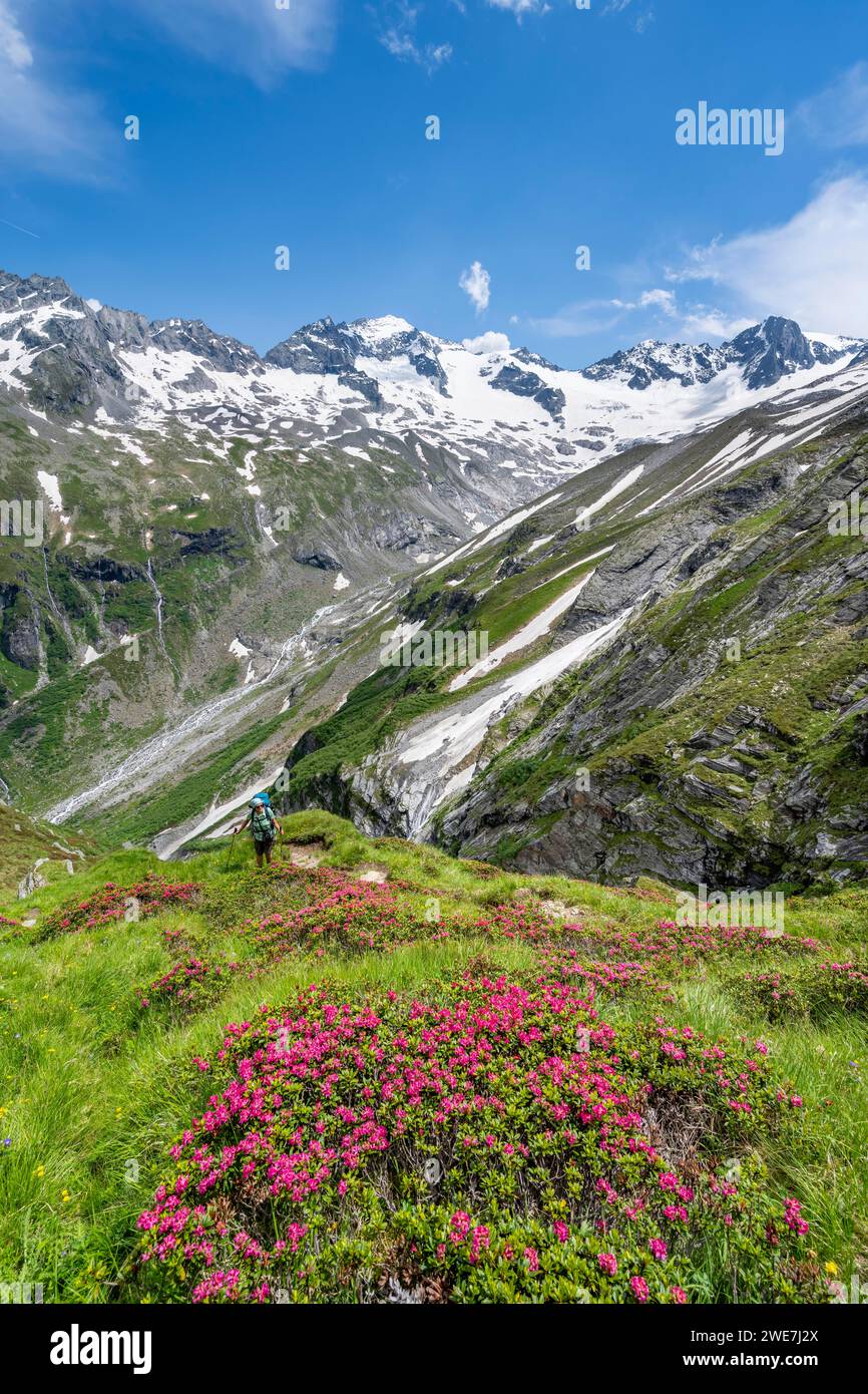 Bergsteiger auf Wanderweg in malerischer Berglandschaft mit blühenden Alpenrosen, im Hintergrund Berggipfel großer Loeffler und Stockfoto