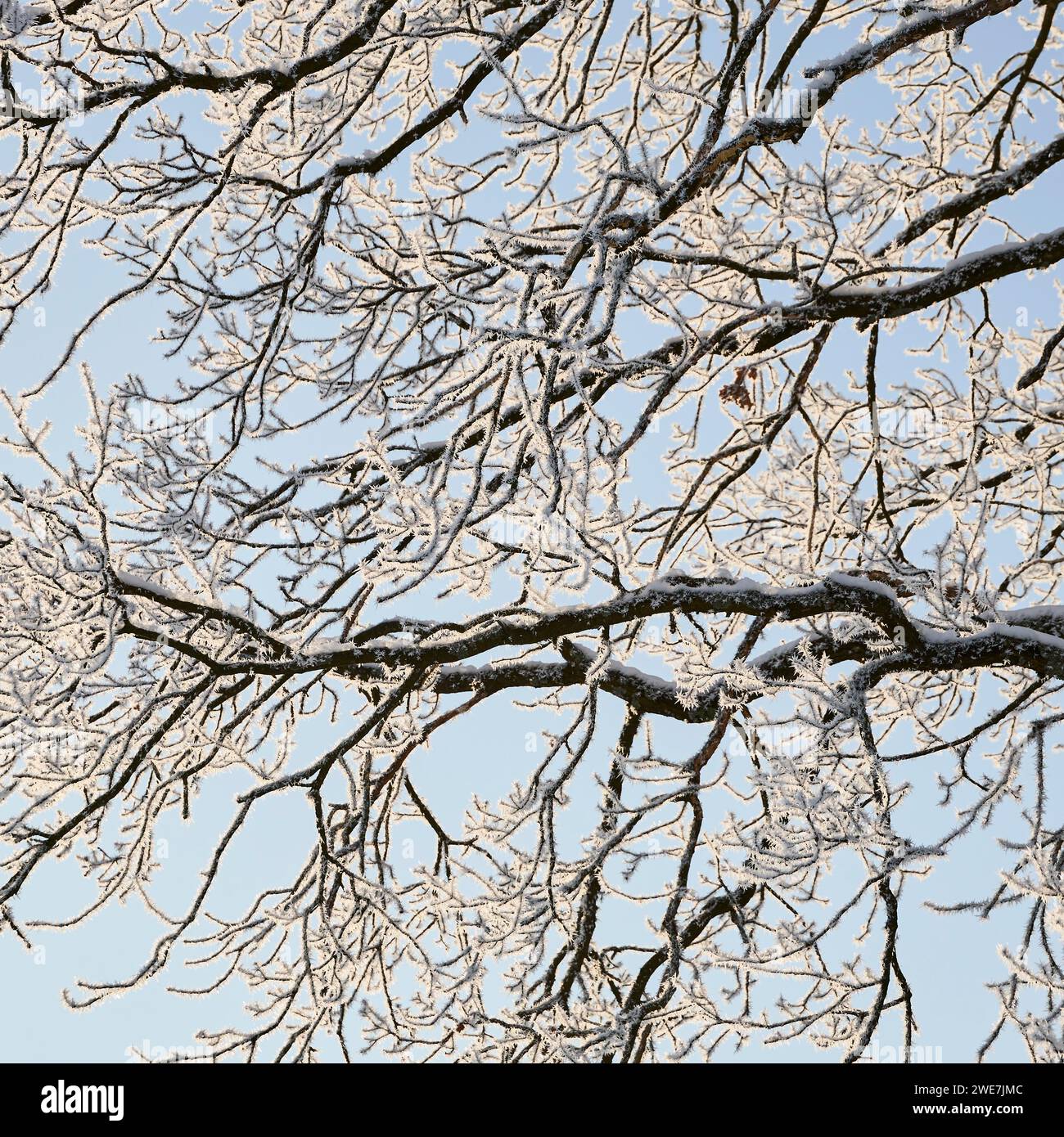 Schneebedeckte Zweige mit Raureif bei Polling an der Ammer. Paffenwinkel, Oberbayern, Deutschland Stockfoto