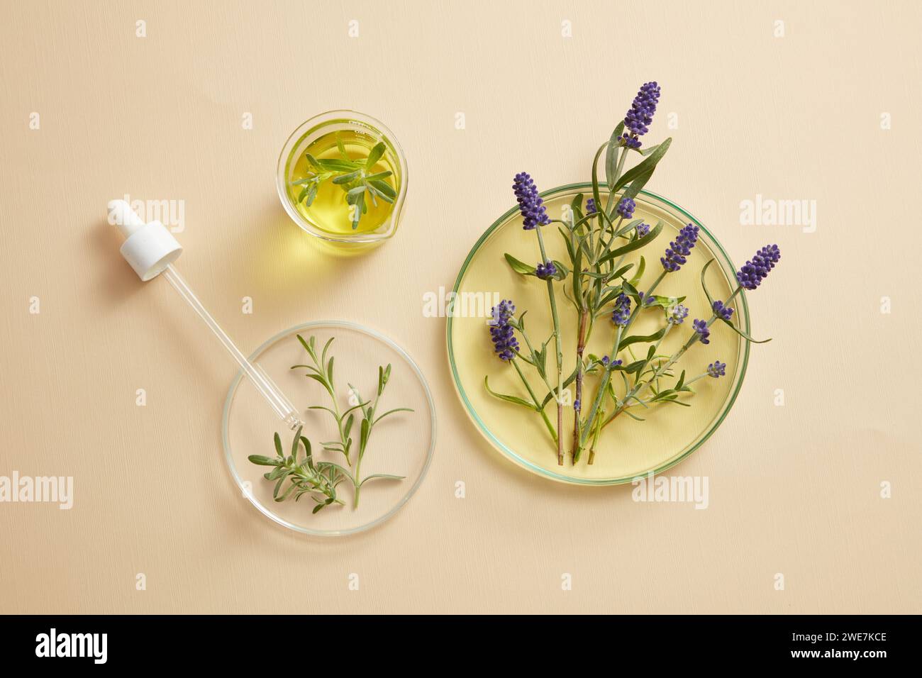 Lavendelblüten und gelbe Flüssigkeit in Petrischalen und Bechern. Ätherisches Lavendelöl (Lavandula) hat die Fähigkeit, die Wundheilung zu fördern Stockfoto