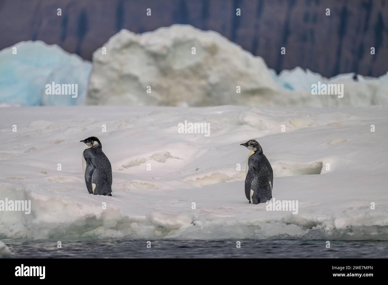 Jungpinguine auf Snow Hill Island, ihrem nördlichsten Brutgebiet Stockfoto