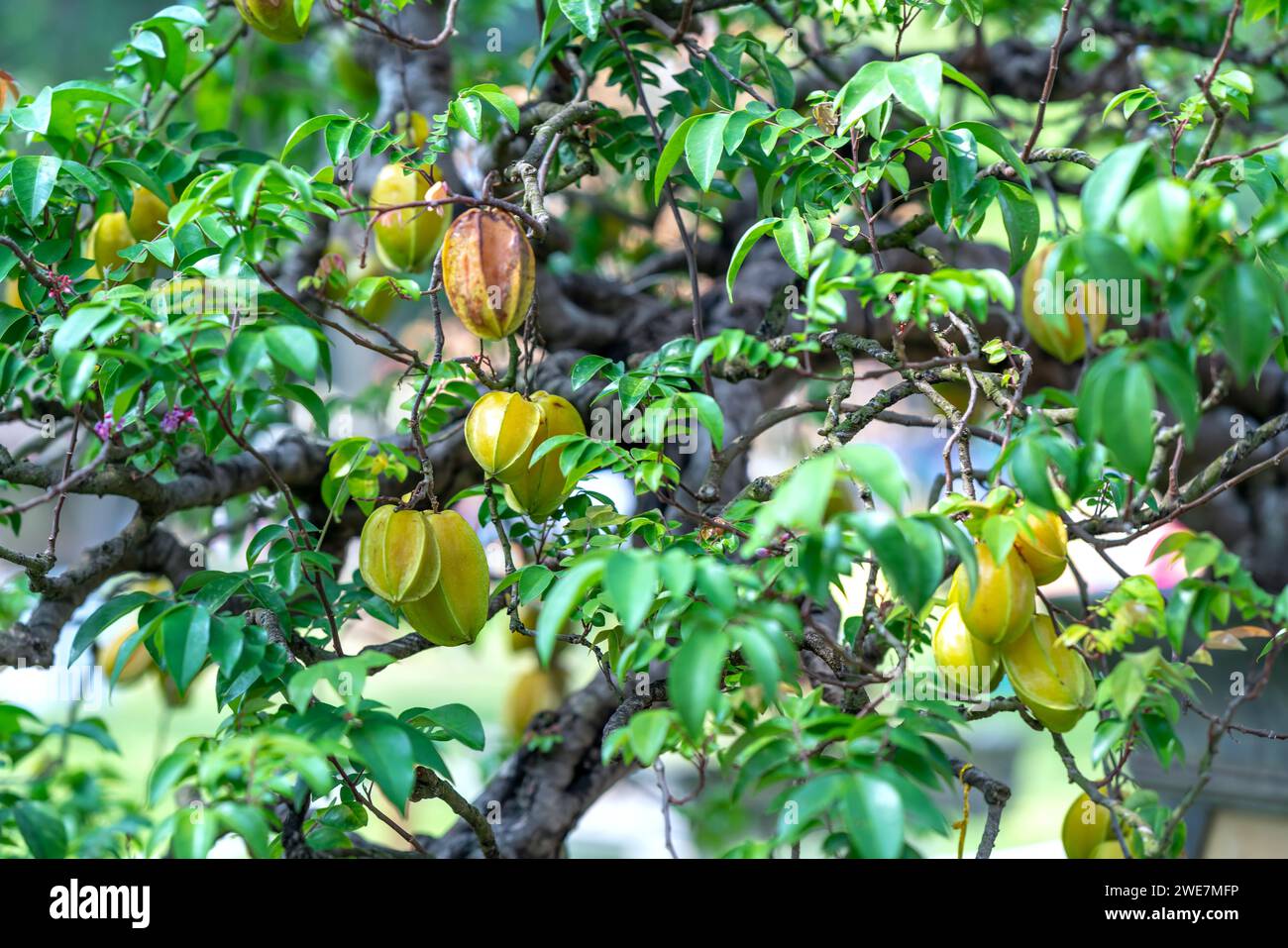 Star Fruit Bonsai Baum laden Vertrag im Garten des engagierten Betreuung der Landwirte Stockfoto