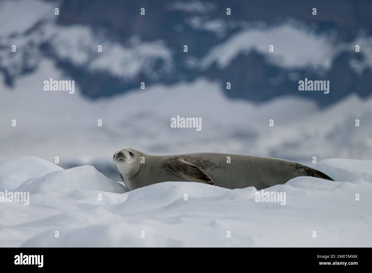 Eine weddell-Seehunde entspannt sich auf einem Eisberg in der Markham Bay zwischen Snow Hill Island und James Ross Island Stockfoto