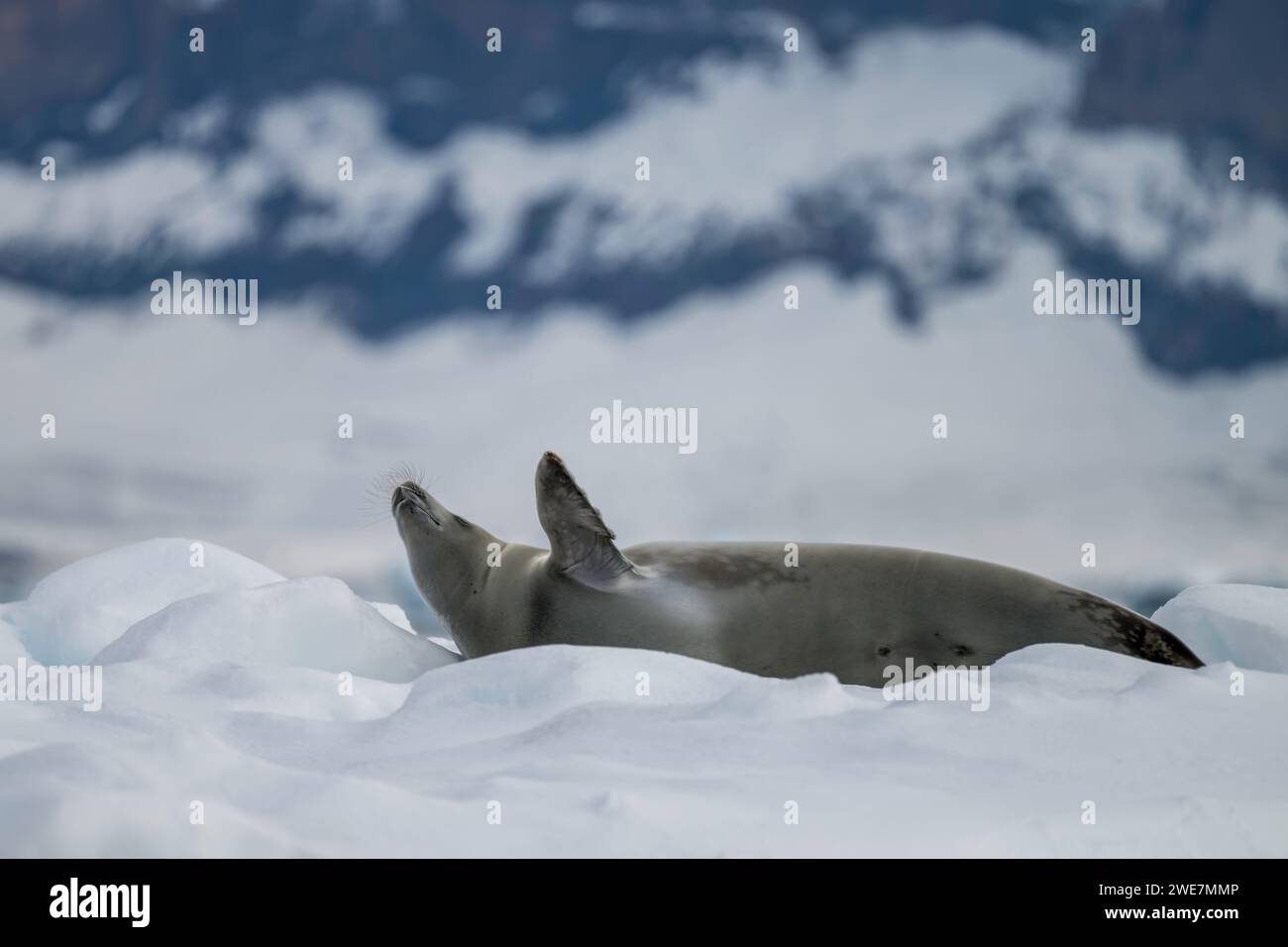 Eine weddell-Seehunde entspannt sich auf einem Eisberg in der Markham Bay zwischen Snow Hill Island und James Ross Island Stockfoto