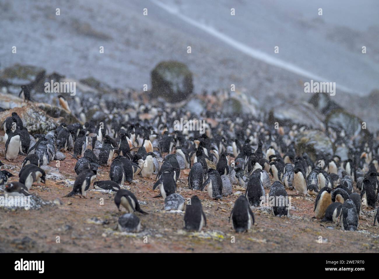 Adélie-Pinguin-Kolonie in Brown Bluff, Antarktis Stockfoto