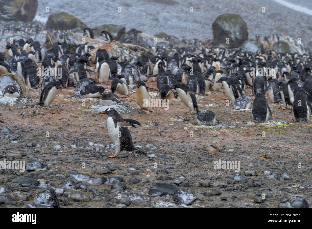 Gentoo-Pinguine im Brown Bluff, Antarktis Stockfoto