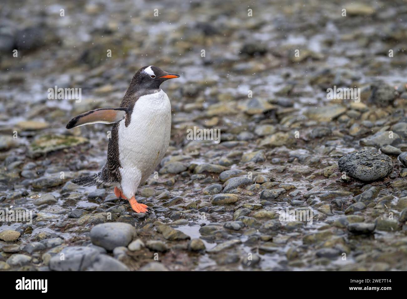 Gentoo-Pinguine im Brown Bluff, Antarktis Stockfoto